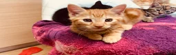 British Shorthair cats for sale: Kittens for sale - Advert 2