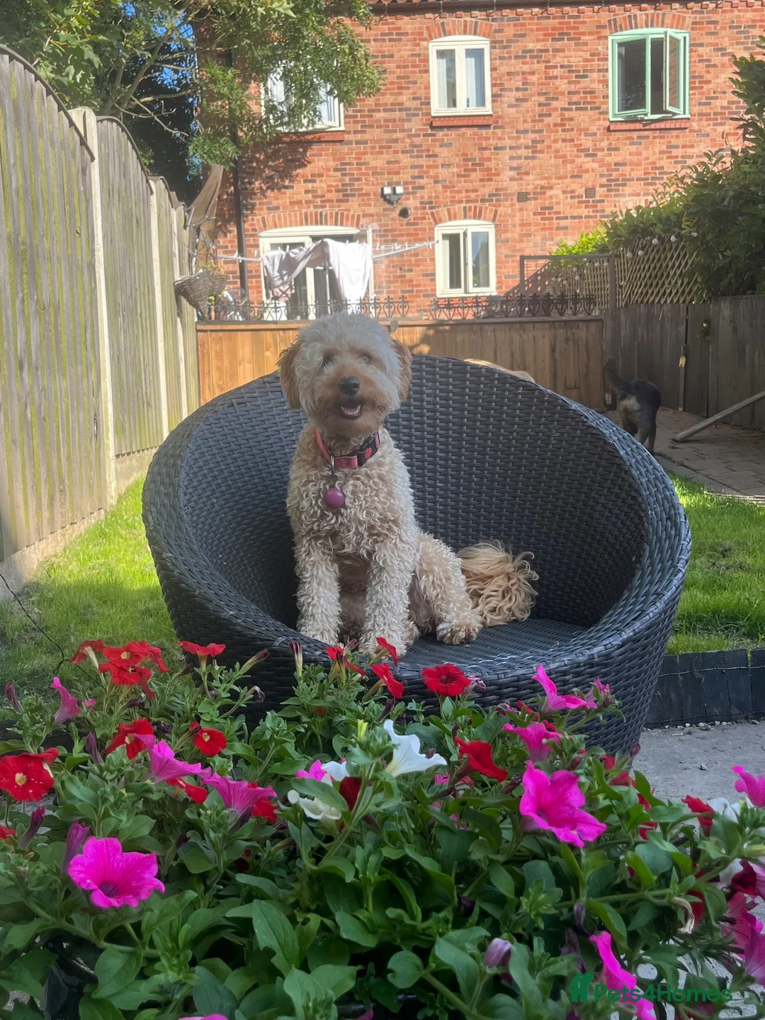 Labradoodle dogs for sale: Fox red toy labradoodle f1bb - Advert 1