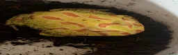 Frog reptiles for sale: Pac-Man frogs cb26  - Advert 15