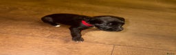 Mixed Breed dogs for sale: Stunning F1 Beddy Whippet Pups — Hearts Will Melt - Advert 13
