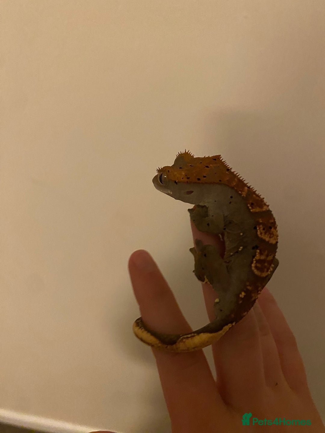 Gecko reptiles for sale: Crested gecko  - Image 3