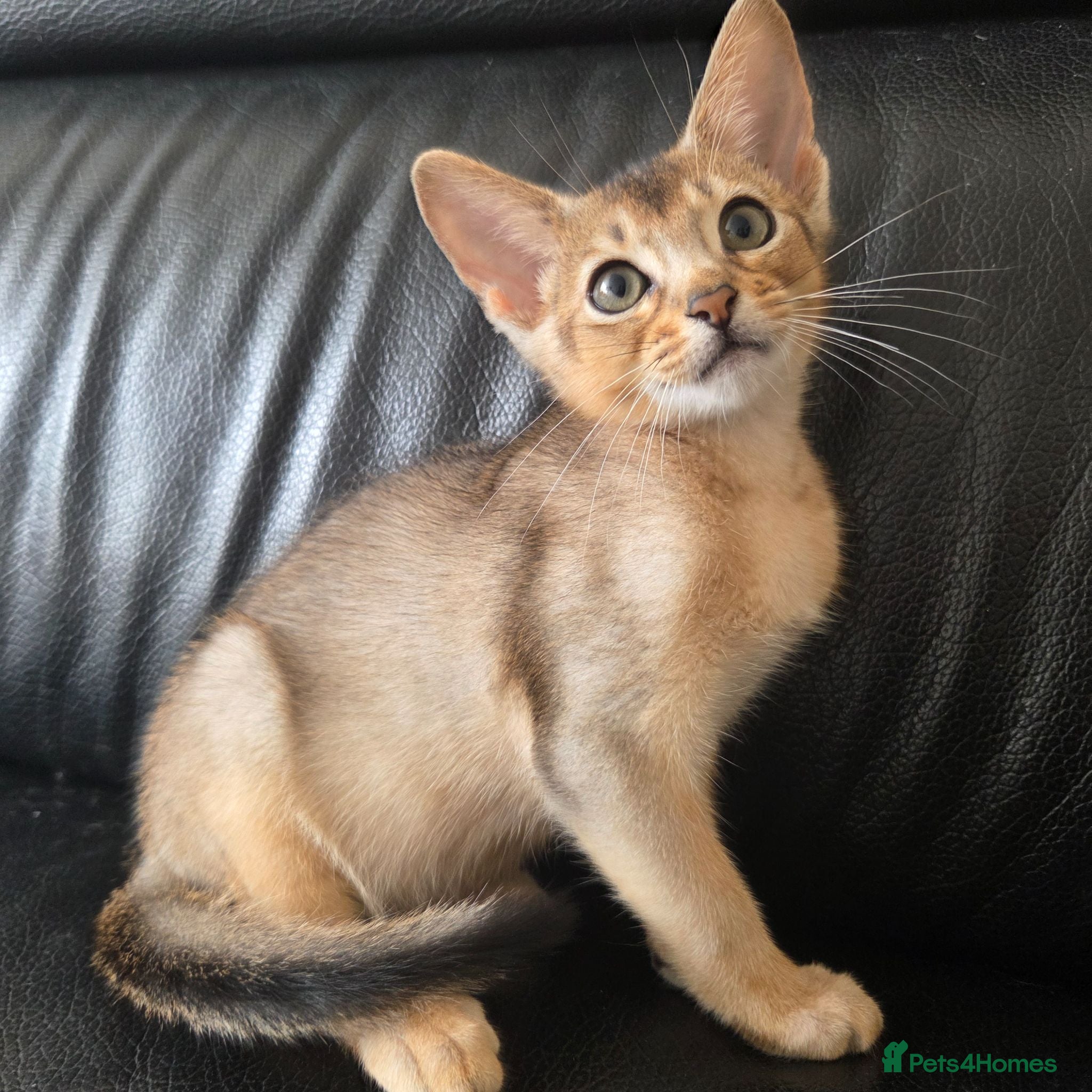 Abyssinian cats 🏡 Last Boy Looking for a Home ❤️  - Advert 2