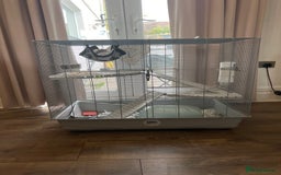 Rat rodents for sale: X2 male rats  - Image 1