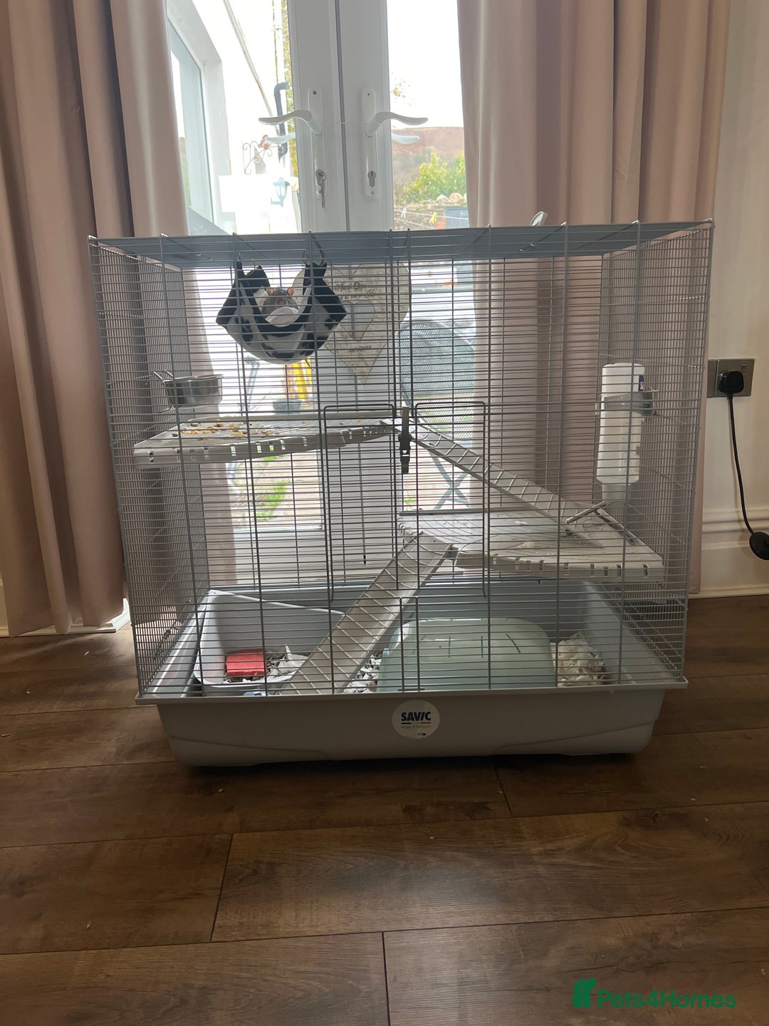 Rat rodents for sale: X2 male rats  - Image 1