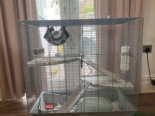 Rat rodents - Advert 1