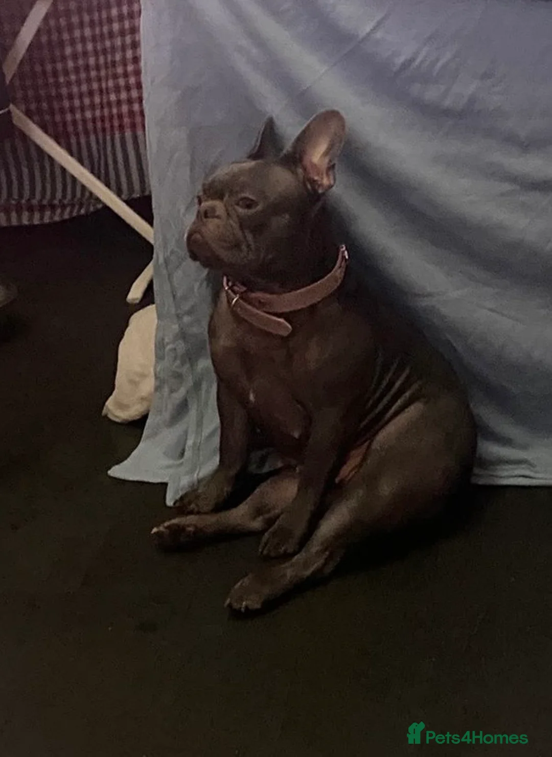 French Bulldog dogs for sale: French bulldog pups  - Advert 1