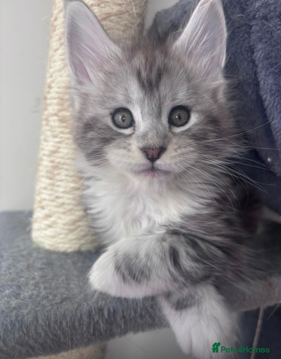 Maine Coon cats Stunning TICA Registered Mainecoons - Advert 15