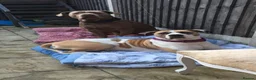Mixed Breed dogs for sale: 1 reverse brindle mixed mastiff boy  - Advert 10