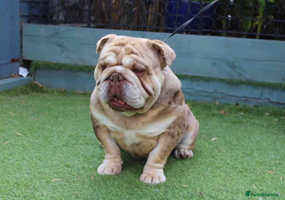 English Bulldog dogs for stud: Chocolate and tan Merle English bulldog  - Advert 6