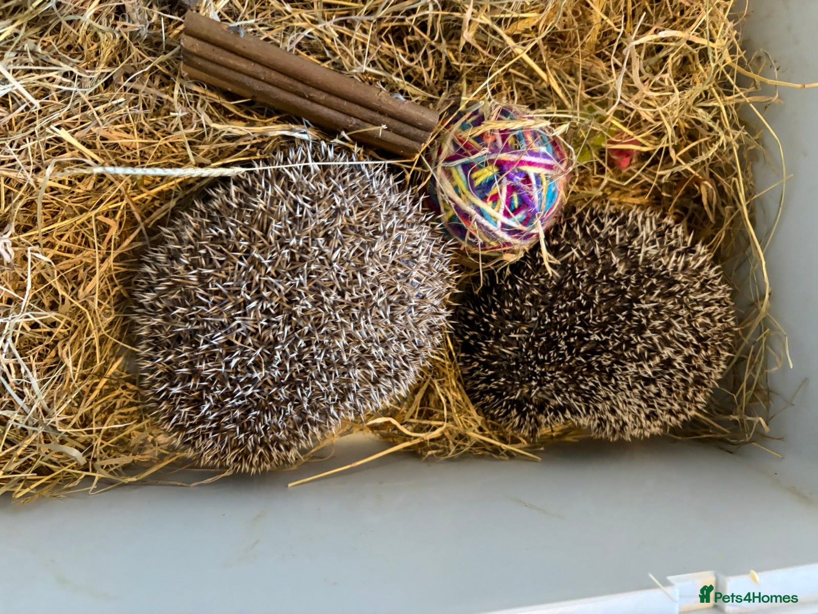 Pygmy Hedgehog rodents for sale: Set of Pygmy hedgehogs read description £200 each  - Advert 4