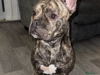 Mixed Breed dogs in Skelmersdale - Advert 32