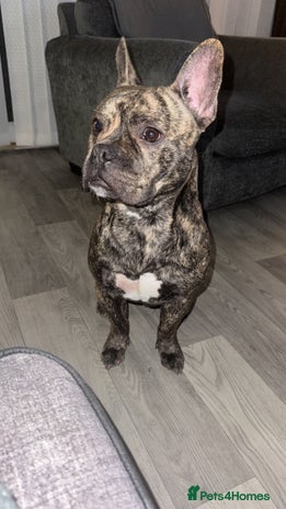 Mixed Breed dogs in Skelmersdale - Advert 13