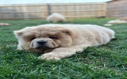 Chow Chow dogs for sale: Champion pedigree chow chow puppies in Northampton - Image 28