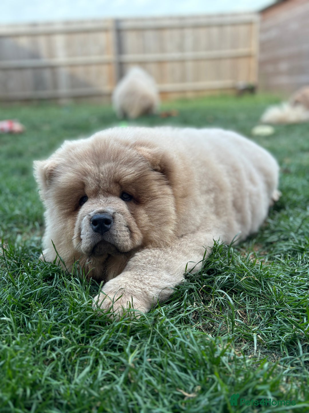 Chow Chow dogs for sale: Champion pedigree chow chow puppies in Northampton - Image 28