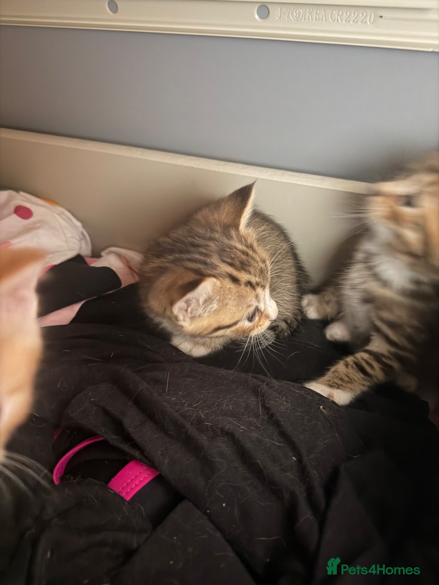 British Shorthair cats for sale: 8 gorgeous kittens  - Advert 7