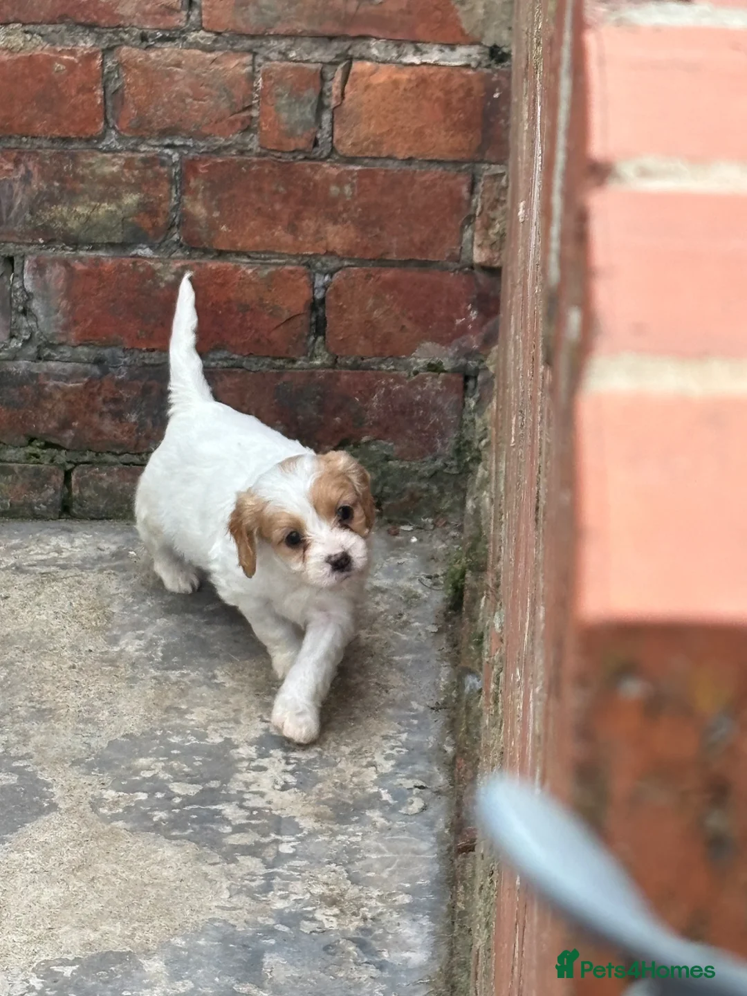 Cavapoo dogs for sale: Beautiful Caverpoo puppies - Advert 2