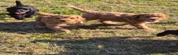 Cockapoo dogs for sale: Gorgeous cockapoos - Advert 14