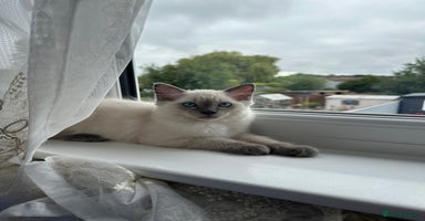 Ragdoll cats - Advert 7