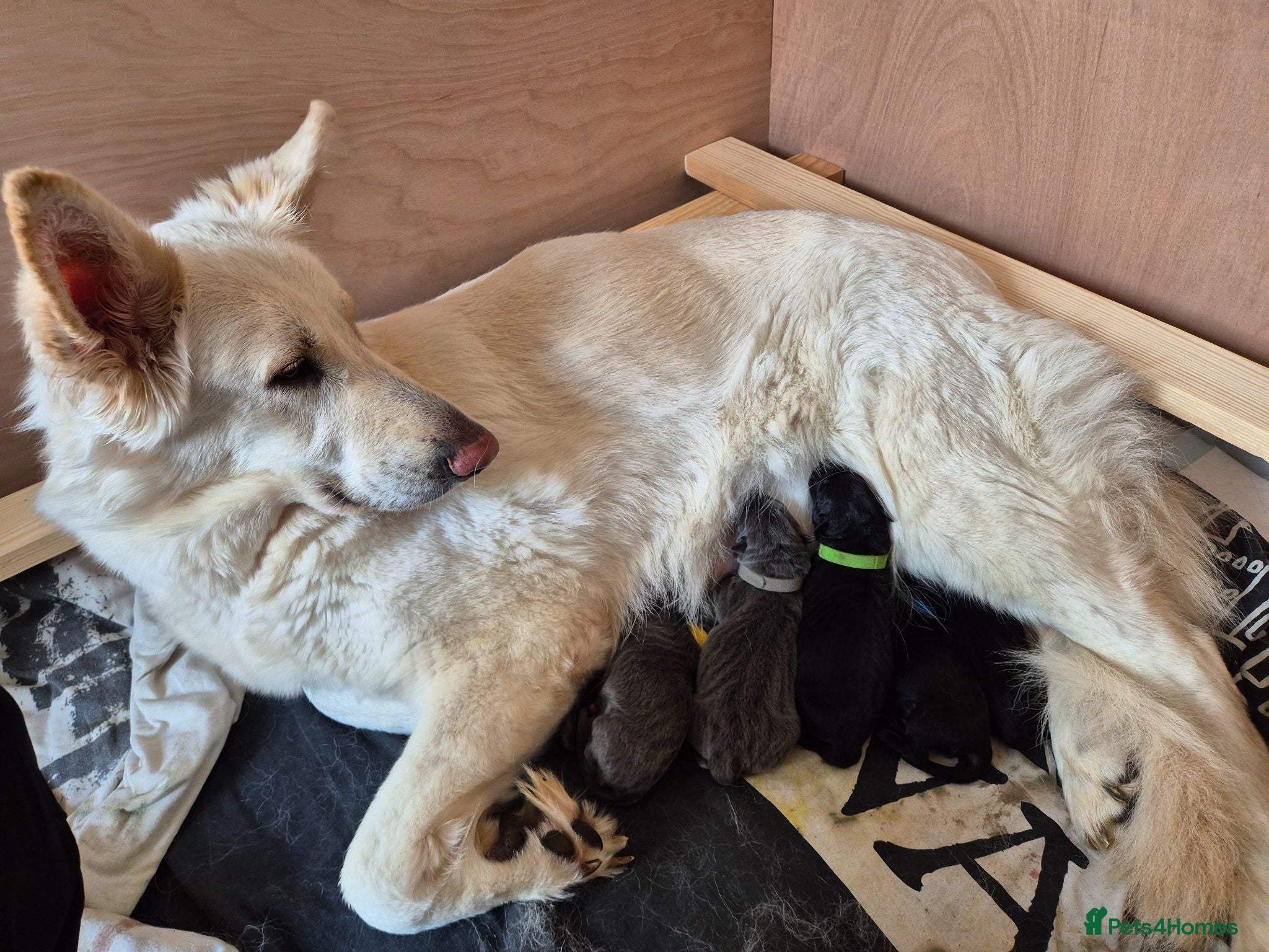 German Shepherd dogs Gorgeous and rare german shepherd puppies - Advert 1