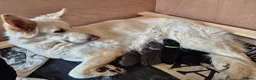 German Shepherd dogs for sale: Gorgeous and rare german shepherd puppies - Advert 1