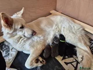 German Shepherd dogs Rare Blue & black & white german shepherd puppies - Advert 2