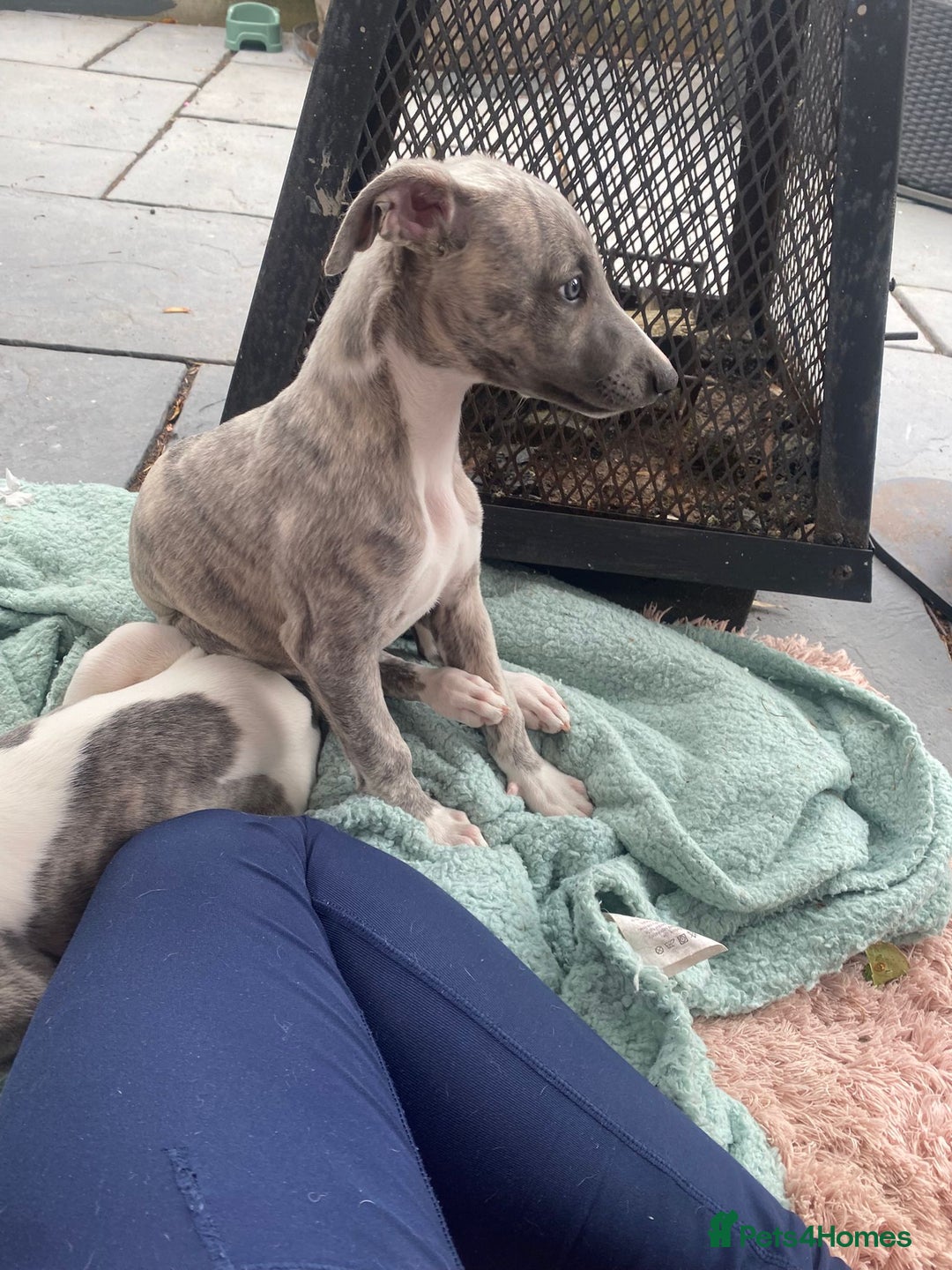 Whippet dogs for sale: Whippet blue a brindle  kc female puppy - Image 2