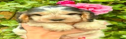 Cocker Spaniel dogs for sale: Champion Bloodlines Show Type Cocker Spaniels - Advert 21