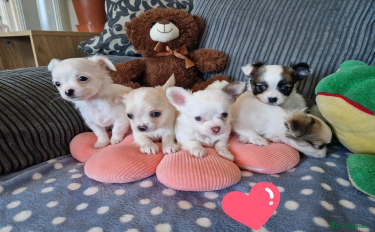 Chihuahua dogs - Advert 4