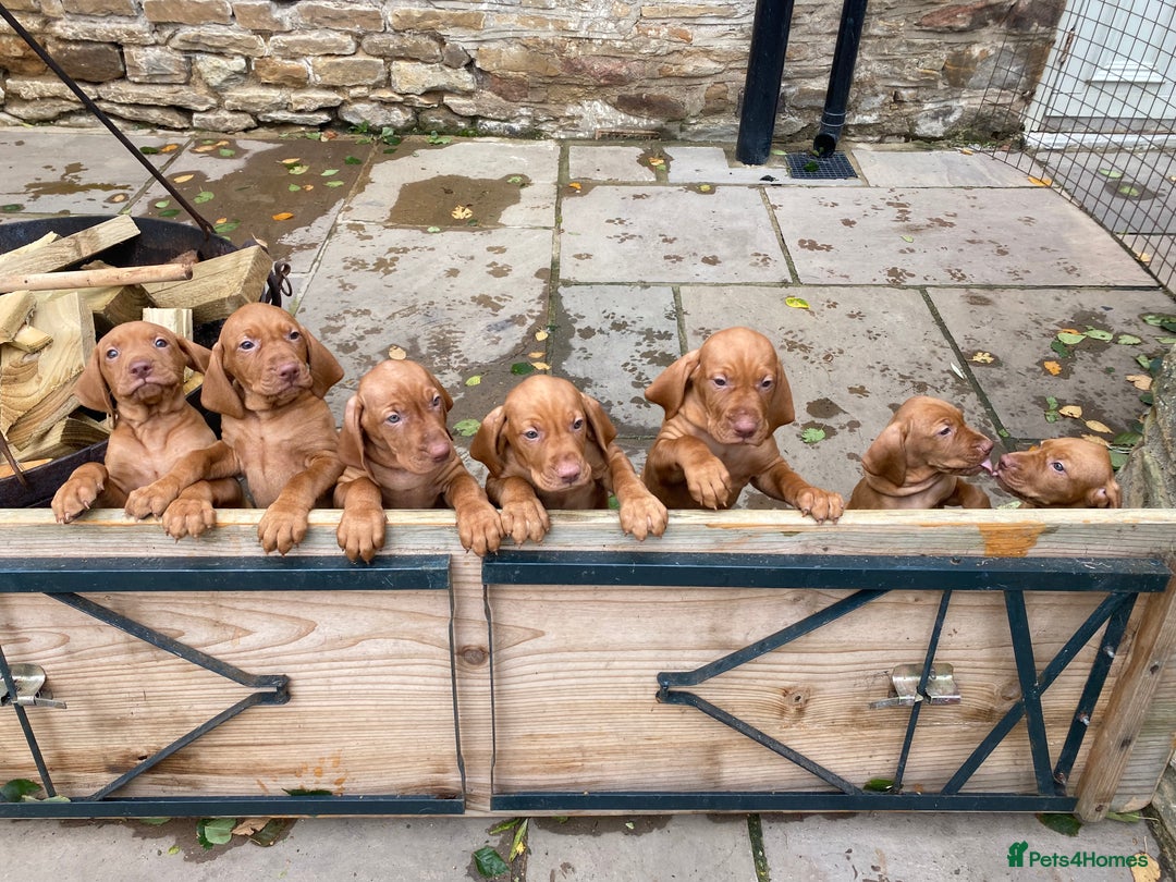 Hungarian Vizsla dogs for sale: Hungarian Vizsla  - Advert 10