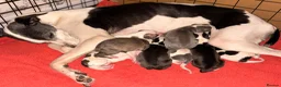 Whippet dogs for stud: 🐾 ZANE – KC REG WHIPPET STUD (PROVEN) 🐾 - Advert 2