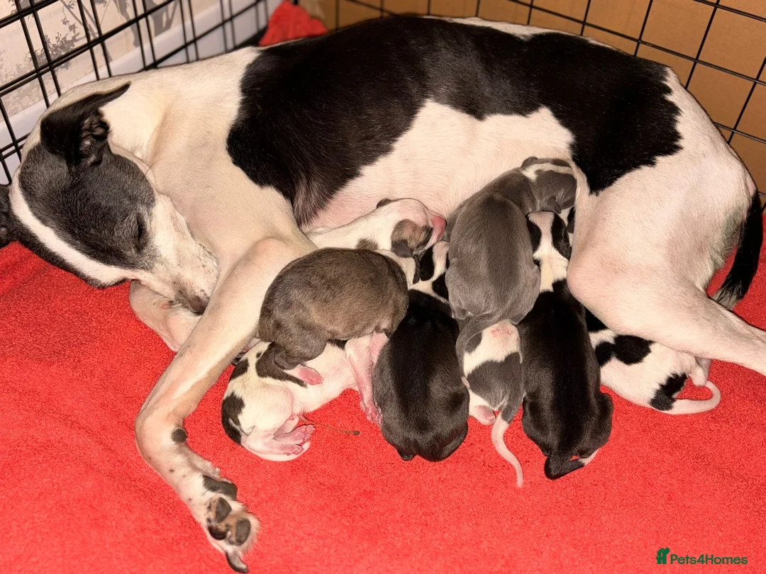 Whippet dogs for stud: 🐾 ZANE – KC REG WHIPPET STUD (PROVEN) 🐾 - Advert 2