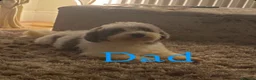 Coton De Tulear dogs for sale: Coton de Tulear puppy  - Advert 3
