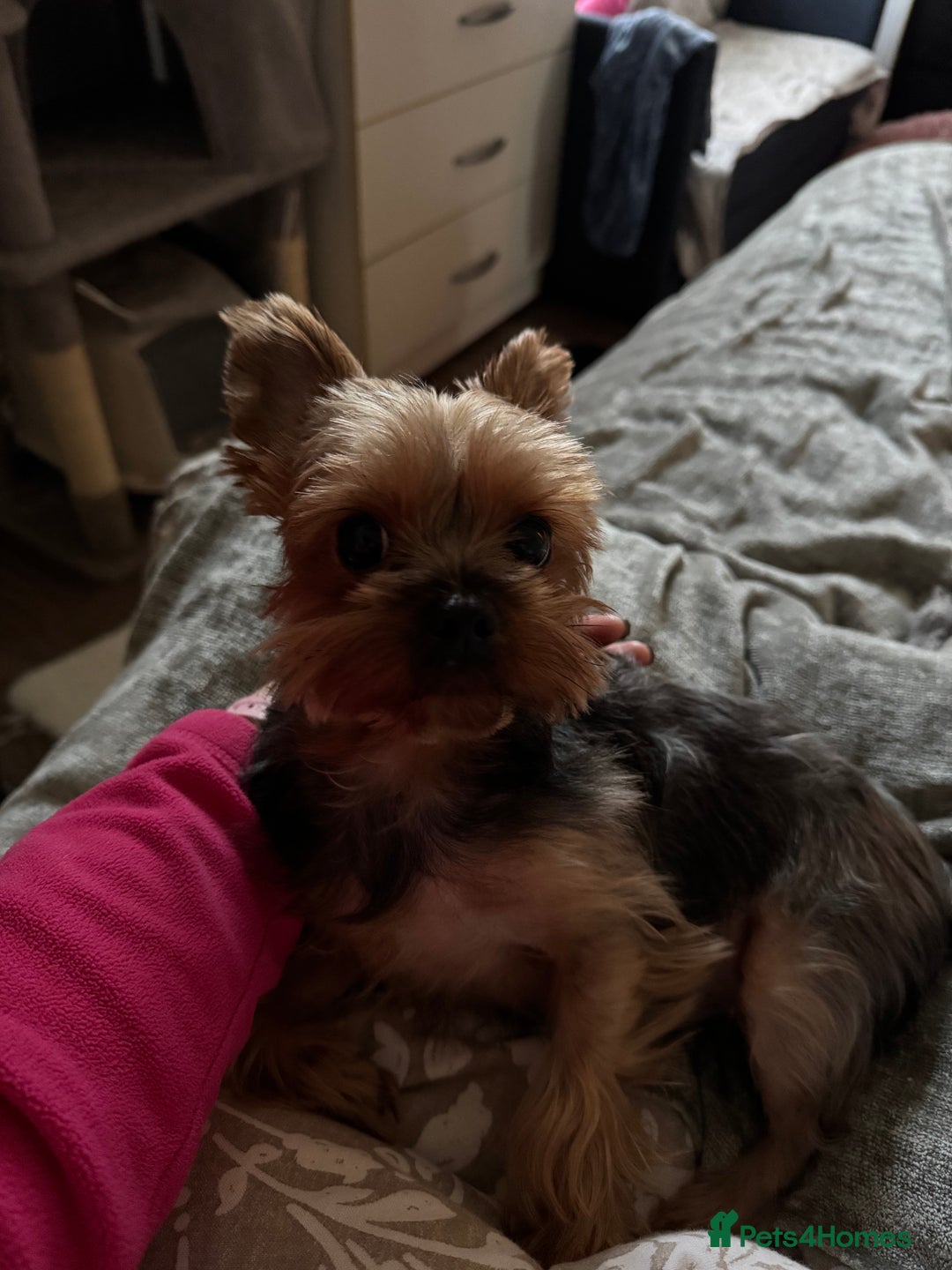 Maltese dogs for sale: Male puppy  - Advert 3