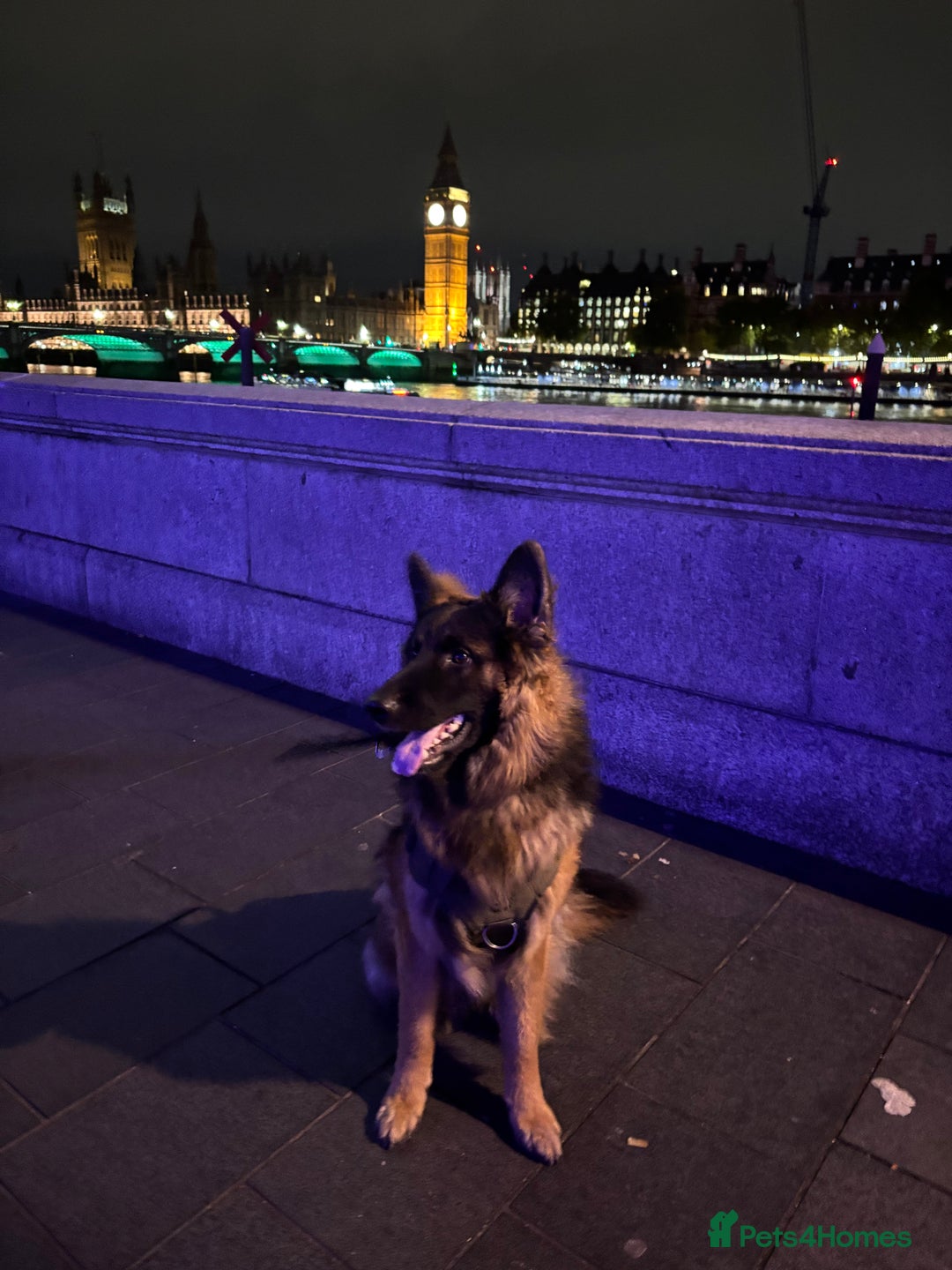 German Shepherd dogs for sale: Rehoming 1 Year Old Male German Shepherd - Advert 4