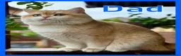 British Shorthair cats for sale: GCCF Regd Tipped British Short Hair Females - Advert 3