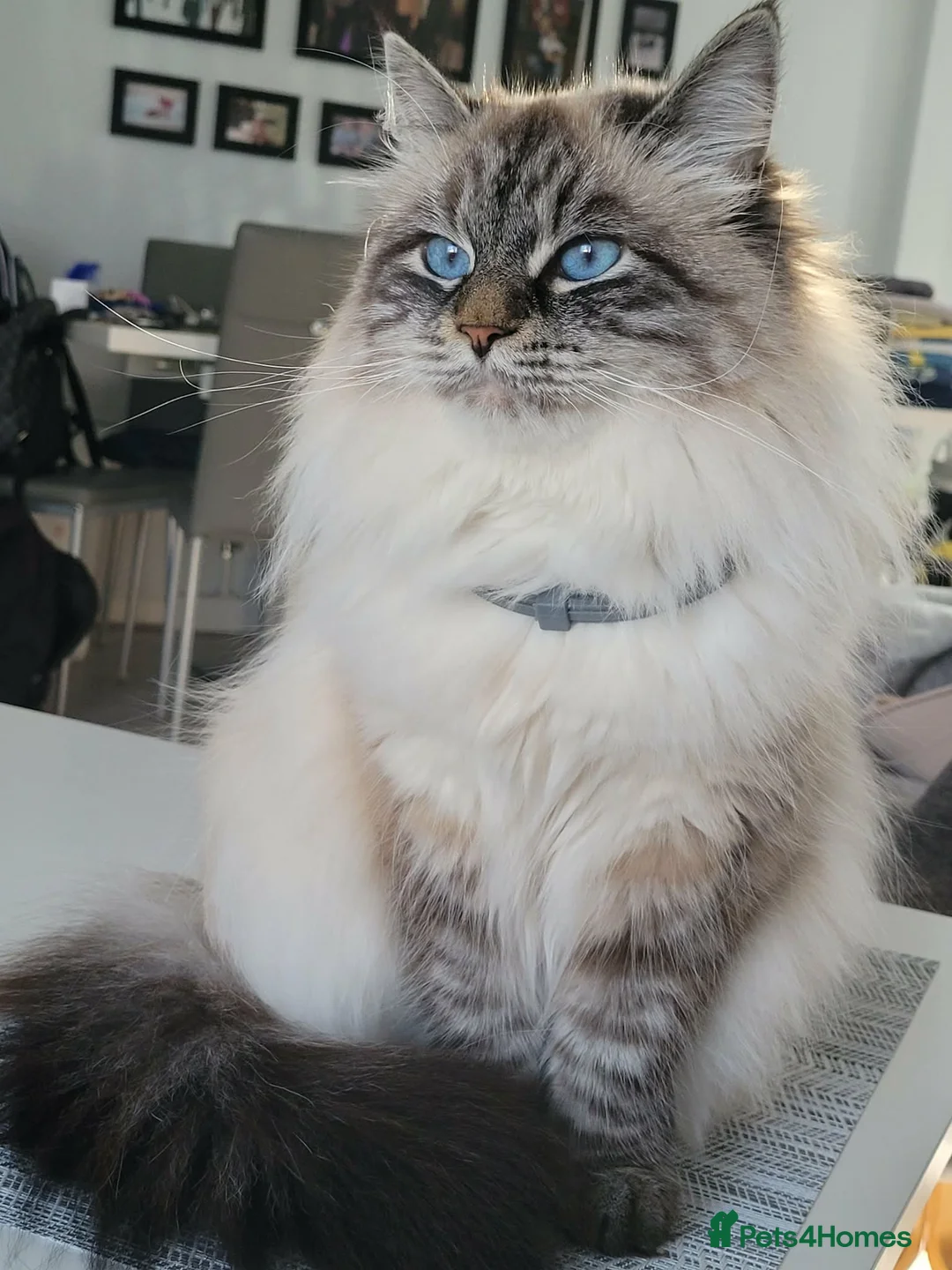 Siberian cats for sale: 🏆Championship Line Kittens. Dual Registered 🏆  - Advert 2