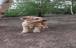 Cavapoo dogs for stud: Cavapoo F1B is ready for stud - Image 7