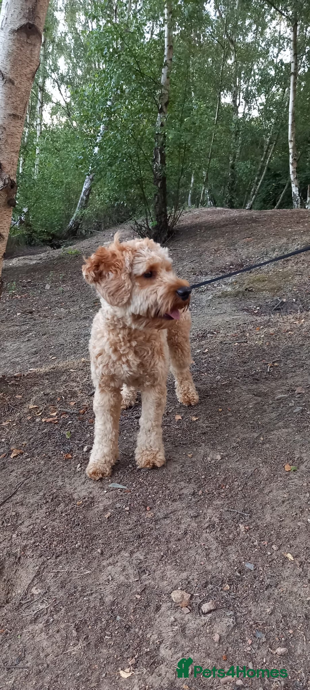 Cavapoo dogs for stud: Cavapoo F1B is ready for stud - Image 7