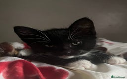 Domestic Shorthair cats for sale: Kittens kitten baby cats - Image 2