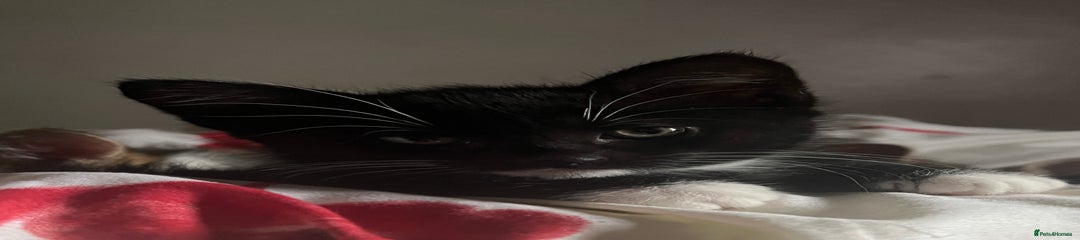 Domestic Shorthair tuxedo Kitten 5