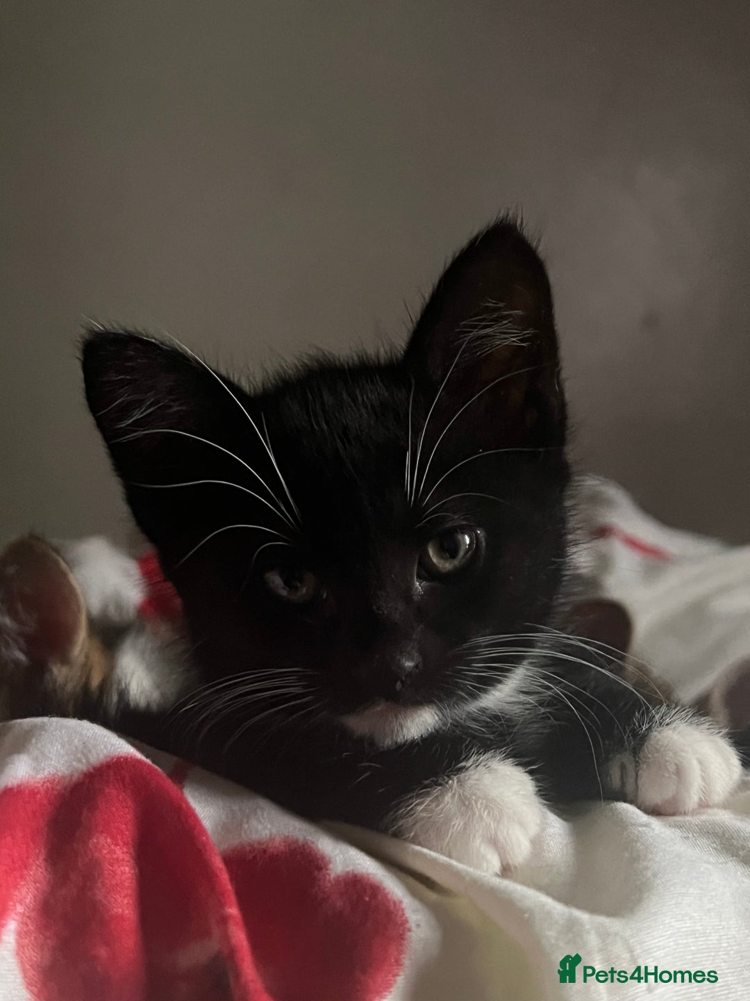 Domestic Shorthair cats for sale: Kittens kitten baby cats - Image 2
