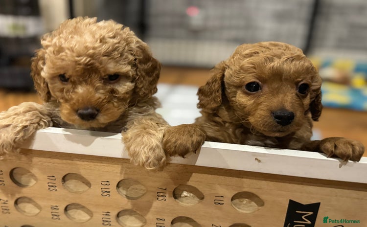 Cockapoo dogs - Advert 2