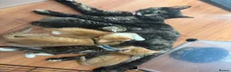 Mixed Breed cats for sale: 7 stunning kittens looking for forever homes in Witney - Advert 1