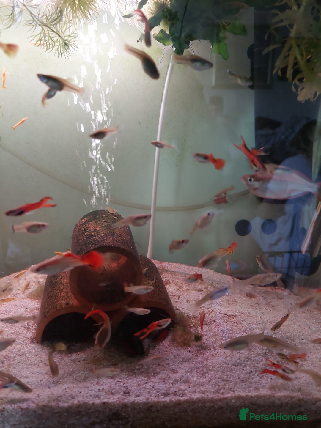 Live Bearers fish for sale: Young assorted guppies for sale - Image 6