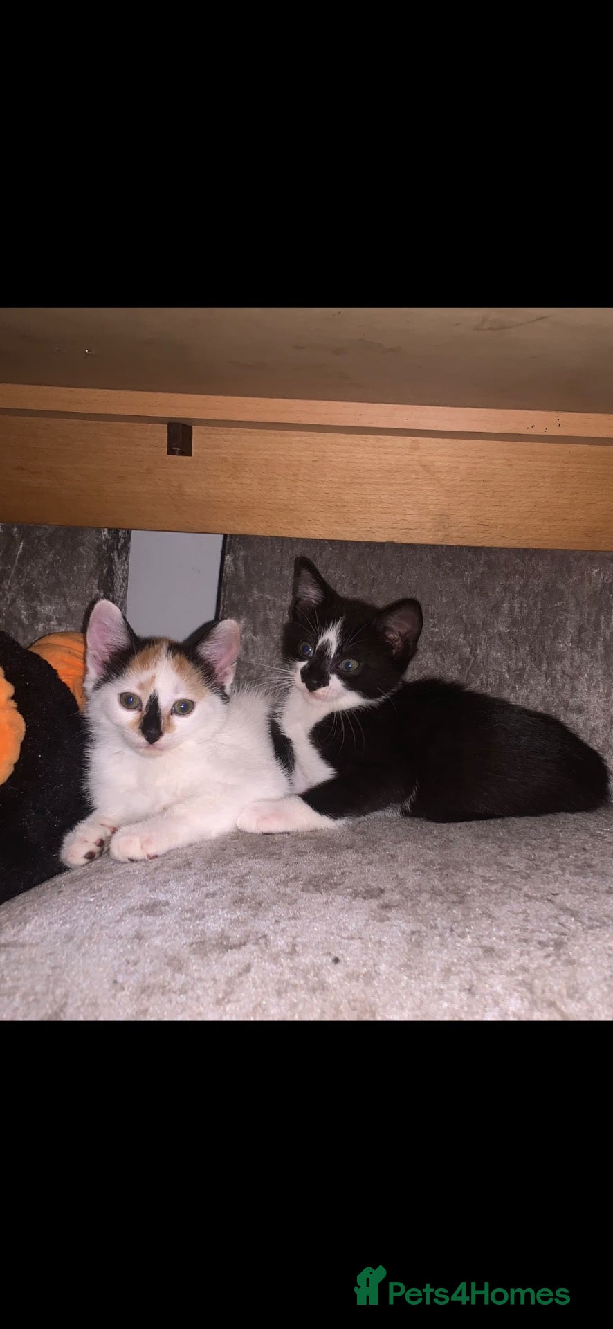 Mixed Breed cats Two beautiful kittens for sale  - Advert 2