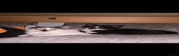 Mixed Breed cats for sale: Two beautiful kittens for sale  - Advert 1