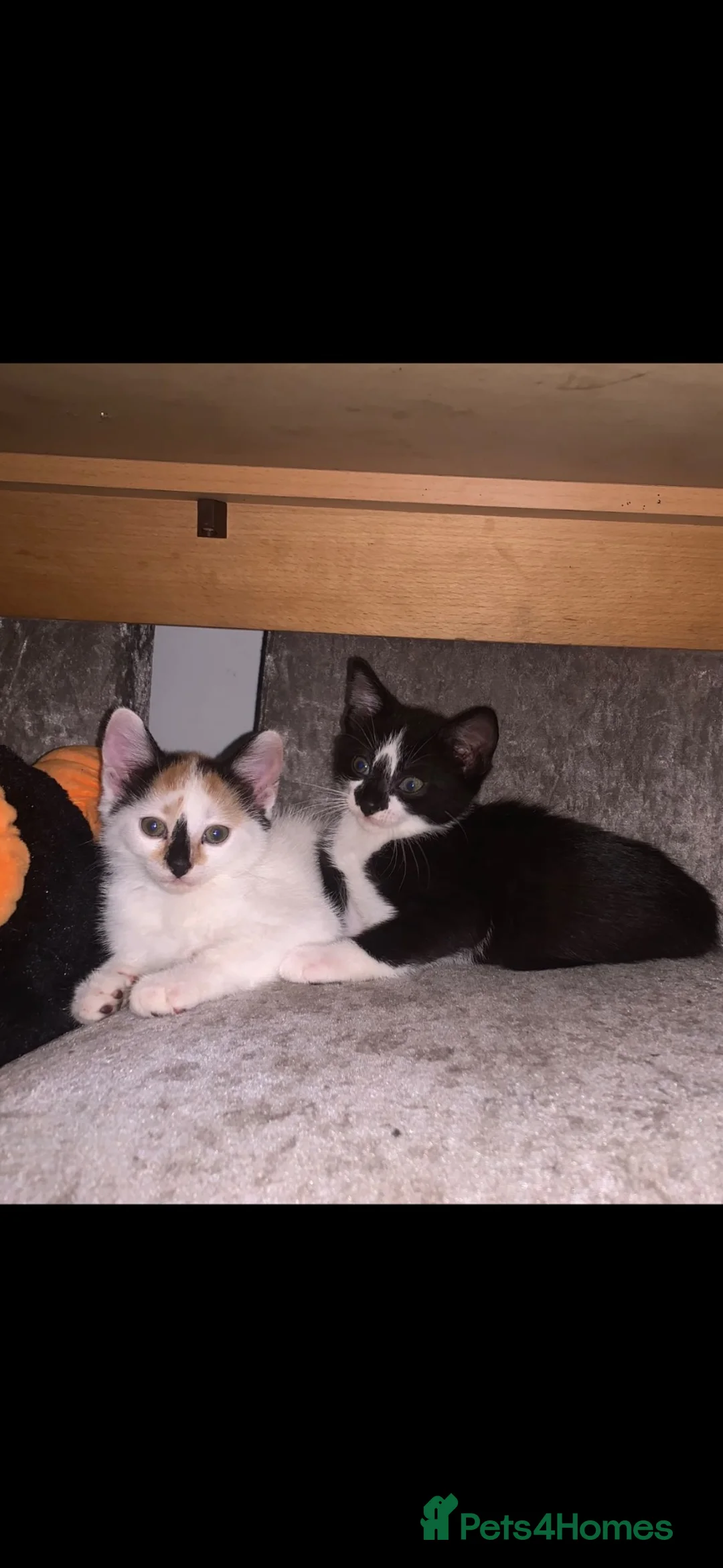 Mixed Breed cats for sale: Two beautiful kittens for sale  - Advert 1