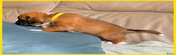 Boxer dogs for sale: Beautiful Boxer Babies.  - Advert 20