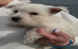 West Highland Terrier dogs for sale: West Highland Terrier pups Dad show bloodlines - Image 8
