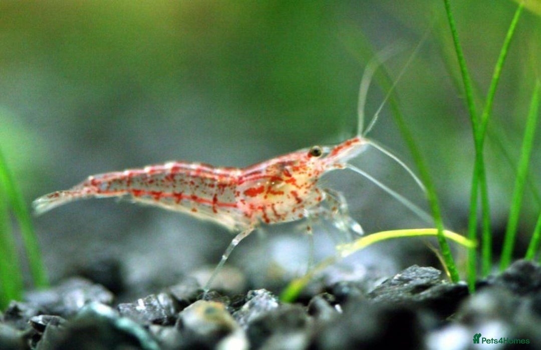 Shrimps fish for sale: 🔥RED, BLUE & YELLOW SHRIMP 🦐 + a free plant 🍃 - Image 6